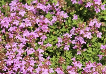 Can anyone identify this plant?