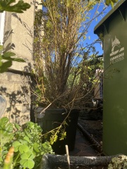 Restoring yews in pots