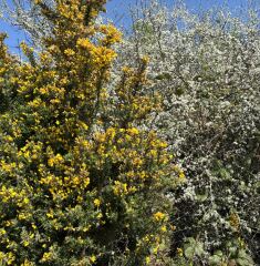 The Year Round Nigel Slater Discussion thread