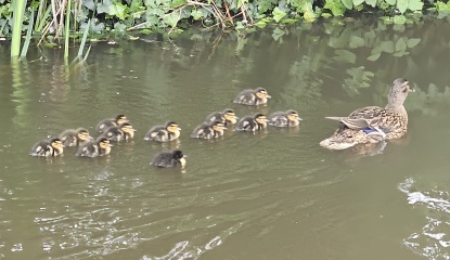 Hymns in Minor Keys & the Russian Easter Overture - the Excellent Cats ignore Culture.....