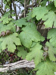 What is this? Growing in/through our hedge.