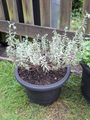Can anyone identify this plant please..