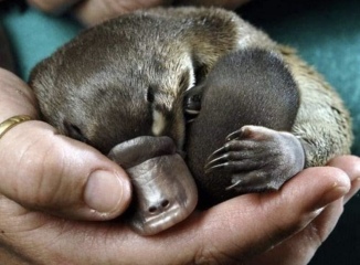 The Bluestocking - where women are women, and small furry animals are gerbils, quokkas,  capybaras, or a red panda called Rosy