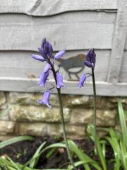 Plant ID