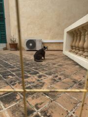 Hymns in Minor Keys & the Russian Easter Overture - the Excellent Cats ignore Culture.....