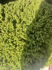 I’m having bush problems