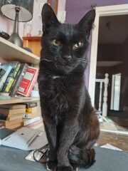 Hymns in Minor Keys & the Russian Easter Overture - the Excellent Cats ignore Culture.....