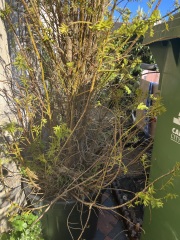 Restoring yews in pots