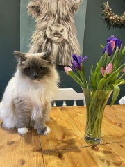 How do I deal with Ragdoll fluff?