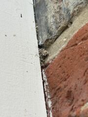 Any idea what these weird little mounds are? Woodworm? Ants?