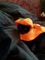 Hymns in Minor Keys & the Russian Easter Overture - the Excellent Cats ignore Culture.....