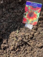 Will my fuschia and echinacea grow again?