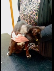 Hymns in Minor Keys & the Russian Easter Overture - the Excellent Cats ignore Culture.....