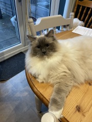 How do I deal with Ragdoll fluff?