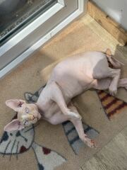 My cat (hairless breed) has always had soft poo. He is 4 years old. Vet says he's perfectly healthy. What can I give him to firm up the poo?  He's an indoor cat and the problem is that he gets poop on his tail because his tail is curly. Help!
