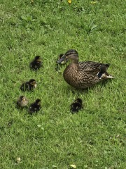 Hymns in Minor Keys & the Russian Easter Overture - the Excellent Cats ignore Culture.....