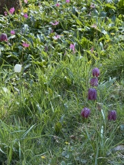 The Year Round Nigel Slater Discussion thread