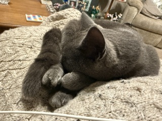 Hymns in Minor Keys & the Russian Easter Overture - the Excellent Cats ignore Culture.....