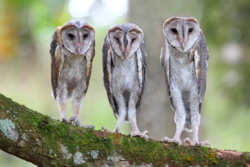 Owls