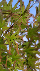 Aphids? On Acer tree