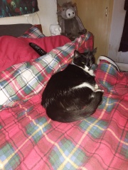 To ask if you have a velcro cat?