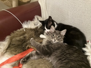 Hymns in Minor Keys & the Russian Easter Overture - the Excellent Cats ignore Culture.....