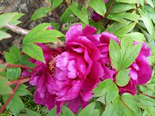 peonies looking great