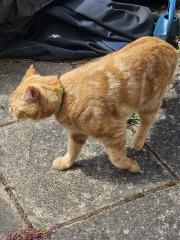 Hymns in Minor Keys & the Russian Easter Overture - the Excellent Cats ignore Culture.....