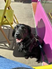 Adolescent Dog Survival Thread - get teenage licks right through the night!