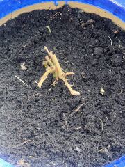 Will my fuschia and echinacea grow again?