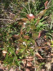 Can anyone ID this shrub?