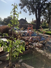Help me plant my crab apple ‘Gorgeous’