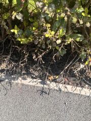 I’m having bush problems