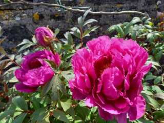 peonies looking great