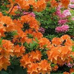 Novice gardening
