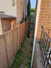 Hymns in Minor Keys & the Russian Easter Overture - the Excellent Cats ignore Culture.....