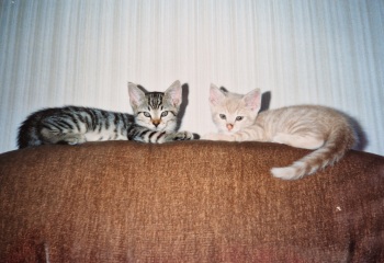 Hymns in Minor Keys & the Russian Easter Overture - the Excellent Cats ignore Culture.....