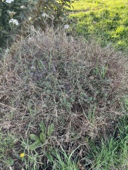 Pruning advice