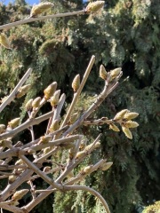 Wisteria buds?