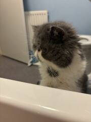 Pampered, Persian, Princess Penelope