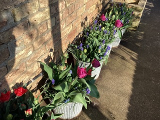 What have you done in the garden today? Part 6