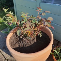 Does my gertrude Jekyll rose look OK?