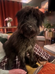 Adolescent Dog Survival Thread - get teenage licks right through the night!
