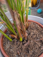 Houseplant help!