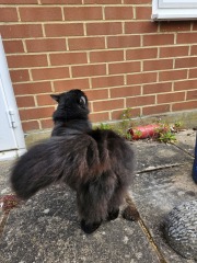 Hymns in Minor Keys & the Russian Easter Overture - the Excellent Cats ignore Culture.....