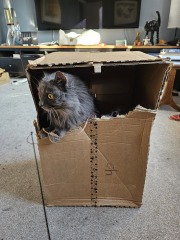 Hymns in Minor Keys & the Russian Easter Overture - the Excellent Cats ignore Culture.....