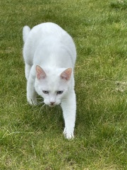 Hymns in Minor Keys & the Russian Easter Overture - the Excellent Cats ignore Culture.....