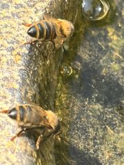Please put some water out for the birds and other animals
