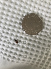 Insect ID help