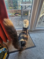 Hymns in Minor Keys & the Russian Easter Overture - the Excellent Cats ignore Culture.....